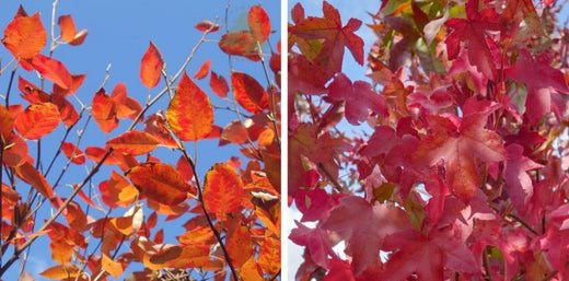 The Best Trees For Autumn Colour