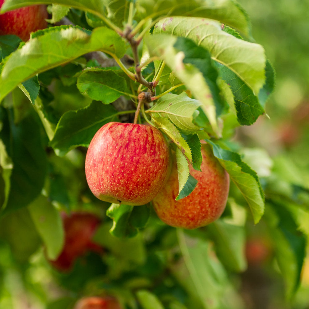 Ultimate Guide to Apple Trees | How to Grow Your Own Apples