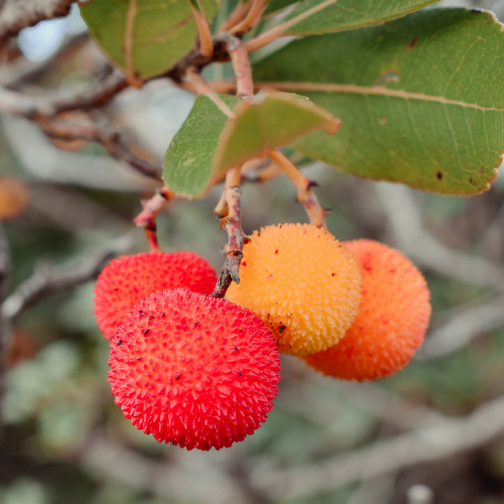 Top Tips & Advice For Gardening in Dry & Warm Weather