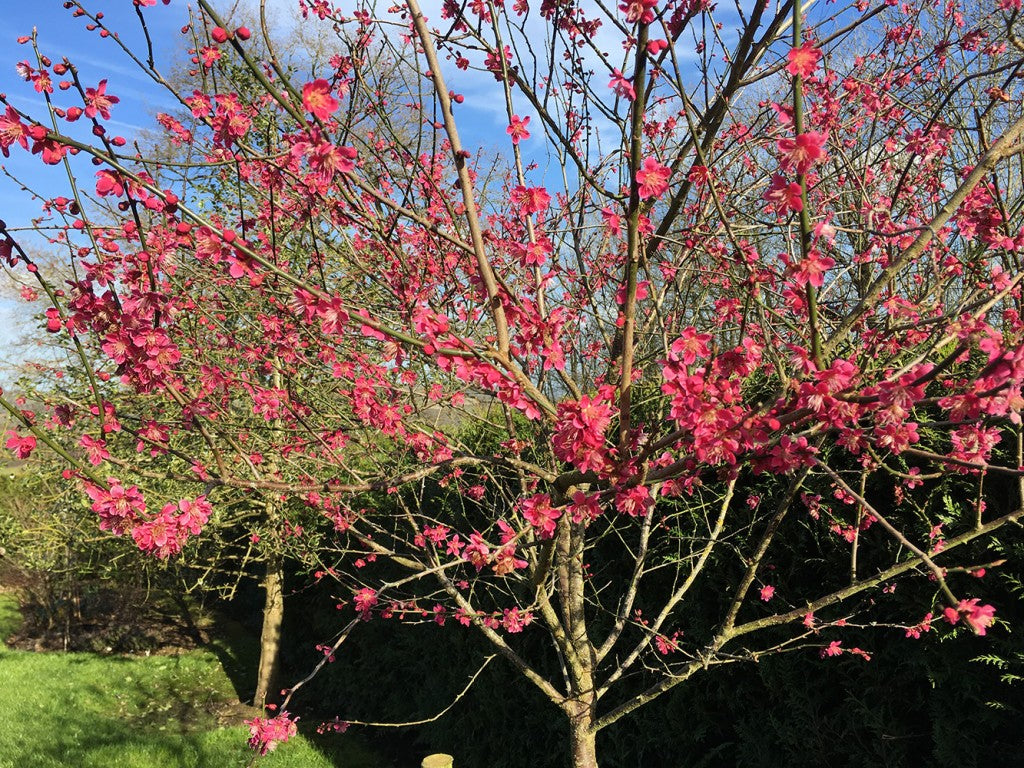 Beautiful Blooms of ‘Beni chidori’