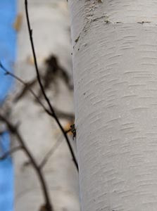 Betula Birch white bark