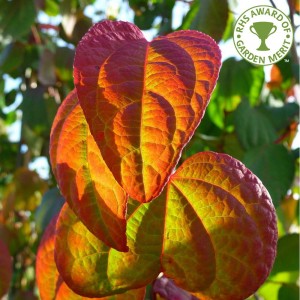 Autumn Colour Focus ~ Warming up your garden after the summer sun has gone