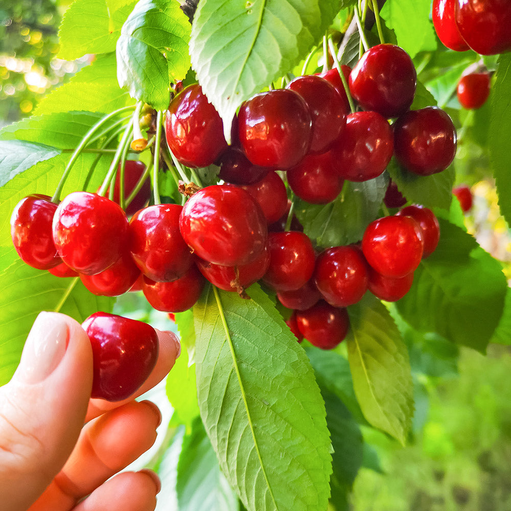 Guide To Cherry Trees | Choosing, Planting & Pruning