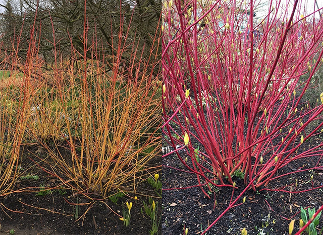 Colourful Stemmed Cornus Shrubs