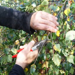 Tree Tasks For Autumn