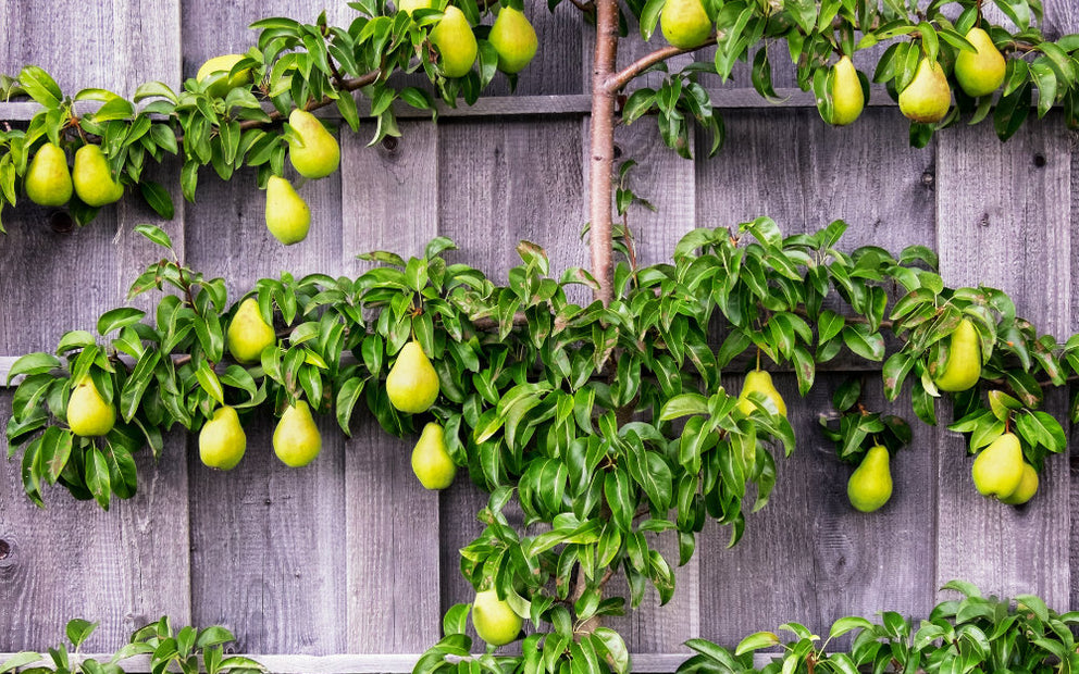 How to Espalier Train Fruit Trees