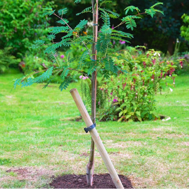 Newly planted tree in garden