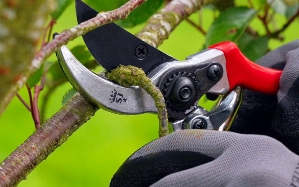 Pruning with secateurs