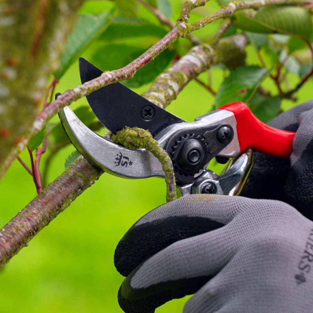 How to Prune Ornamental Trees Correctly