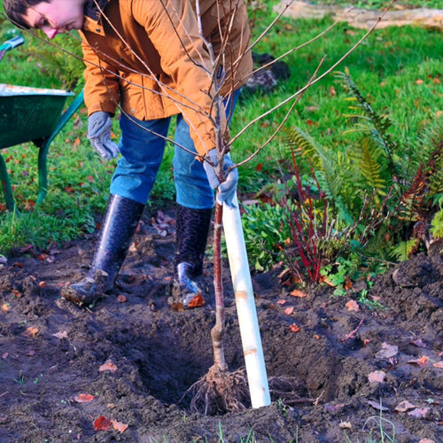 Planting a bare root tree into the ground