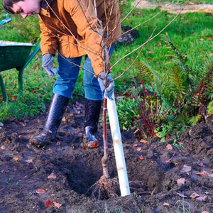 How to Plant a Bare Root Tree