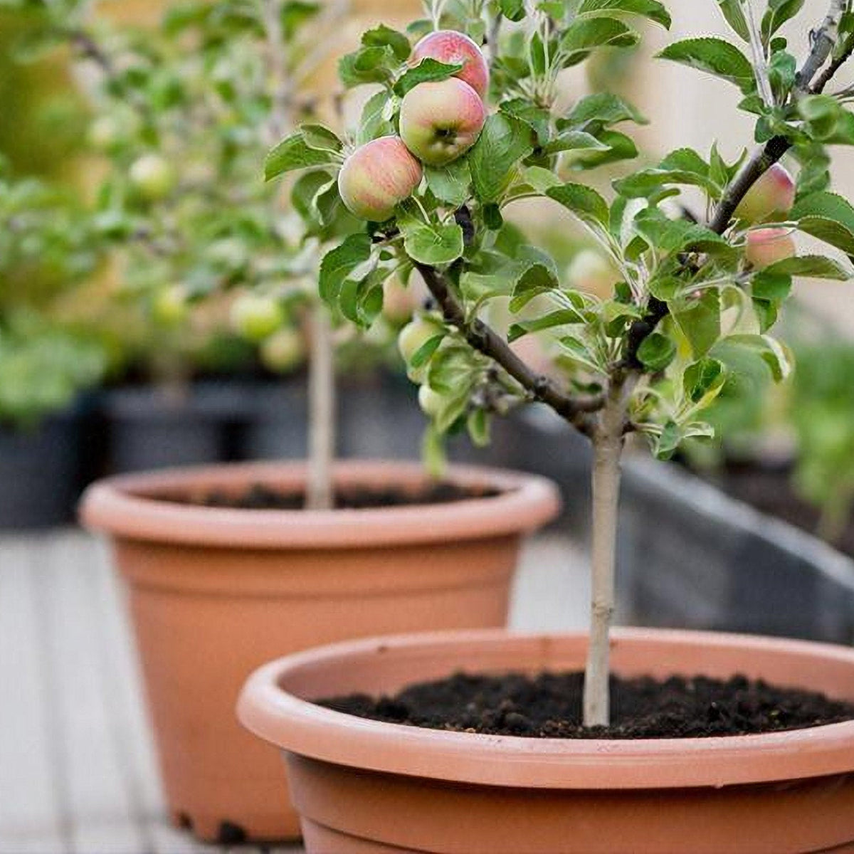 Ultimate Guide to Patio Fruit | How to Grow Fruit Trees in Pots