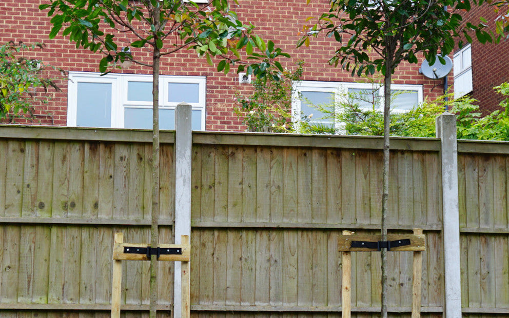 Newly planted mature trees