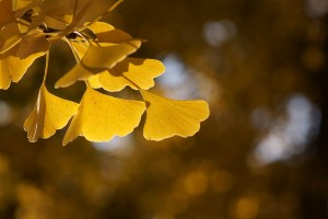 Fact Friday - Ginkgo Biloba Tree