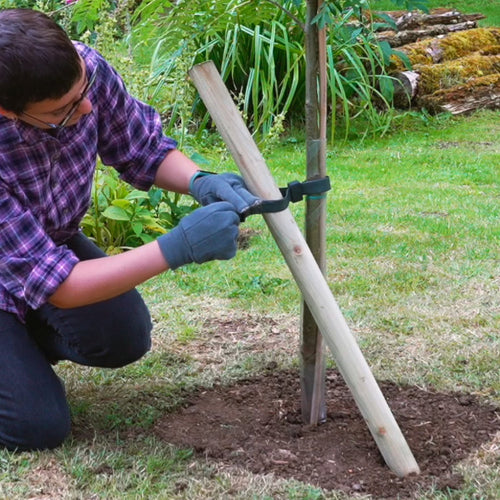 How to Stake a Small Tree