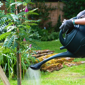 How to Water Trees & Shrubs Correctly