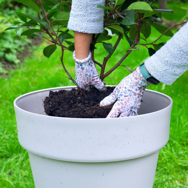 Planting a tree into a container