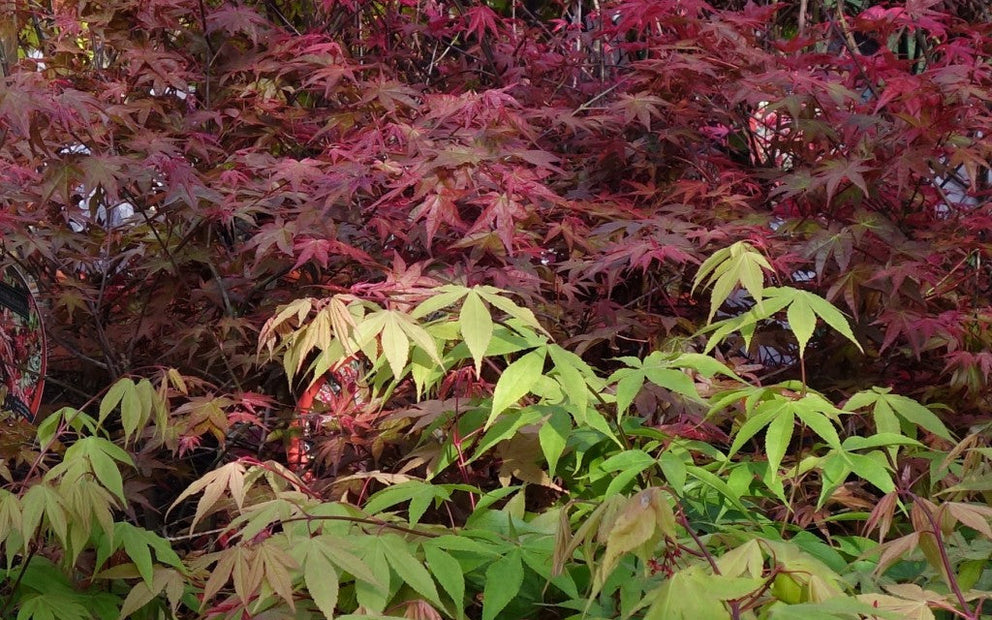 Various Japanese maple colours