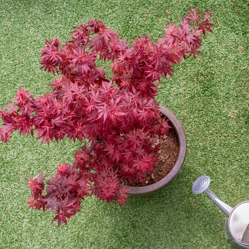 Growing Japanese Maple Trees in Containers