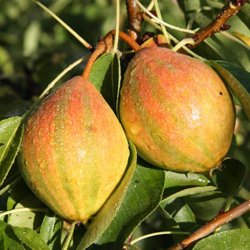 New Arrivals For 2022 – Our Pick Of The Latest Fruit Trees