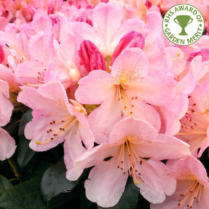 Award Winning New Rhododendrons