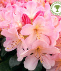 Rhododendron flowers