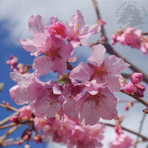 Early Spring Flowering Trees