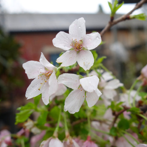 What's Flowering on the Nursery This Week?