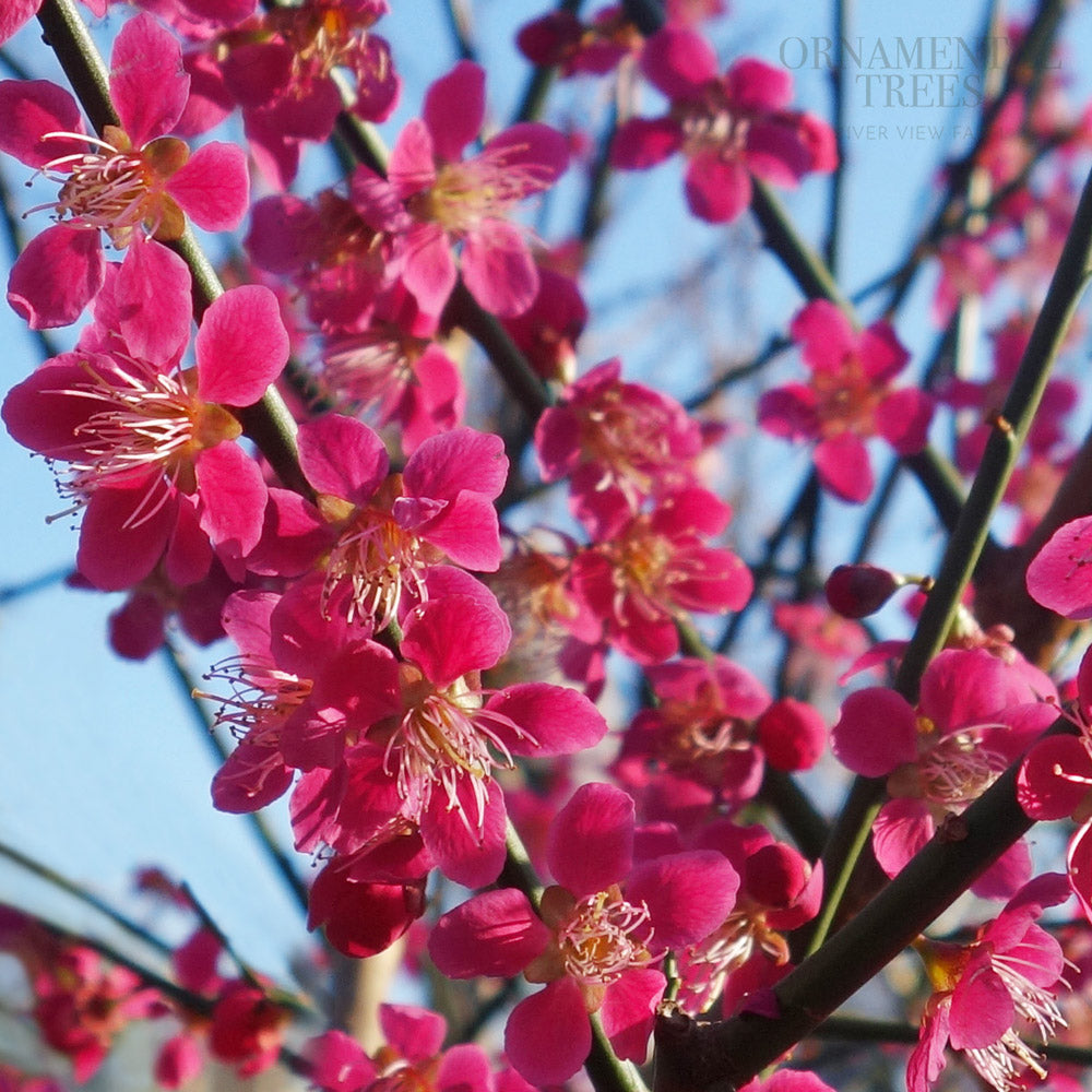 6 Reasons Why You Should Have a Cherry Blossom Tree