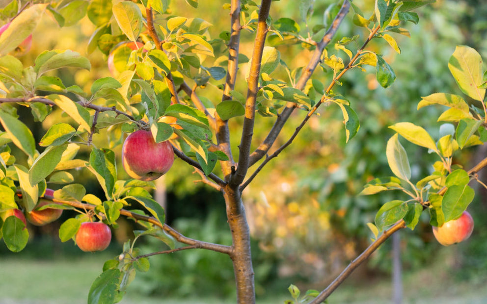 Apples on tree