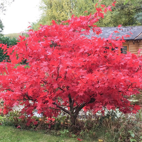 Autumn Colour In The Garden