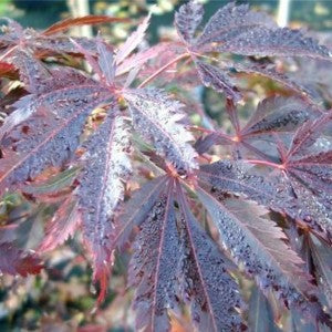 Wordless Wednesday - Japanese Maples