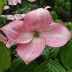 Cornus - Dogwoods