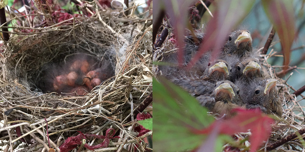 Wildlife On Our Nursery