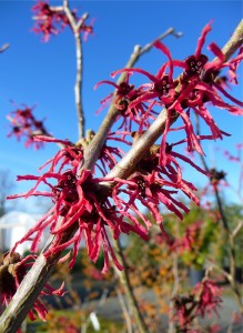 Red flowering Hamamelis