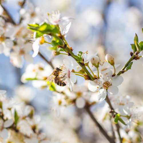 Beginner's Guide to Fruit Tree Pollination