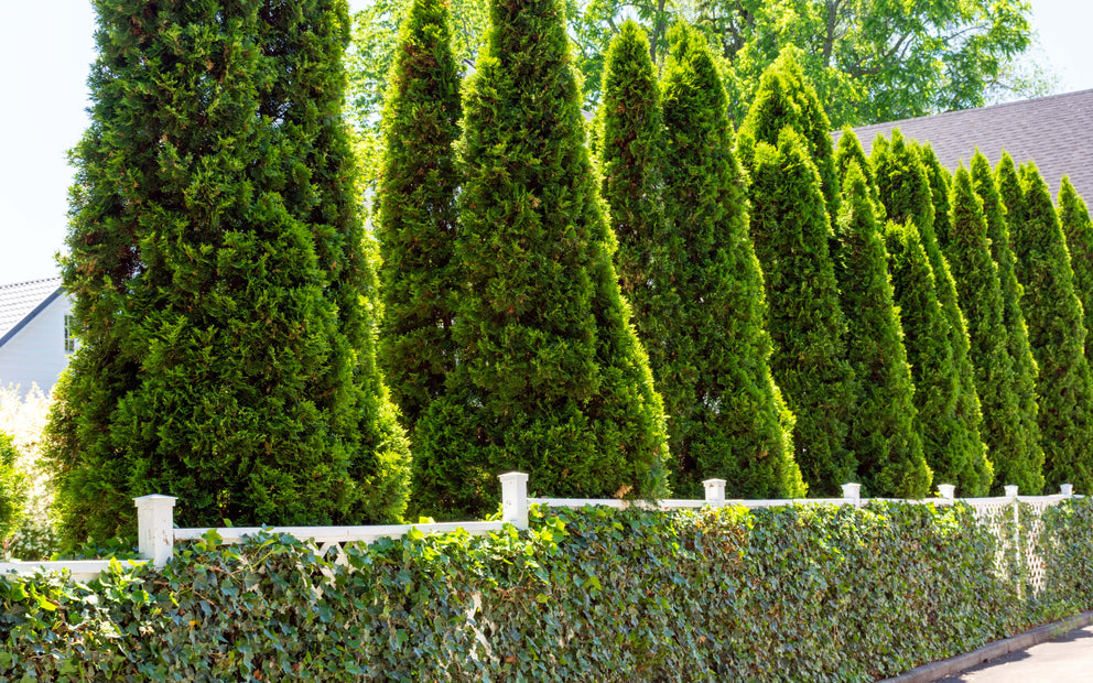 Row of trees for privacy and screening