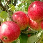 Apples on tree