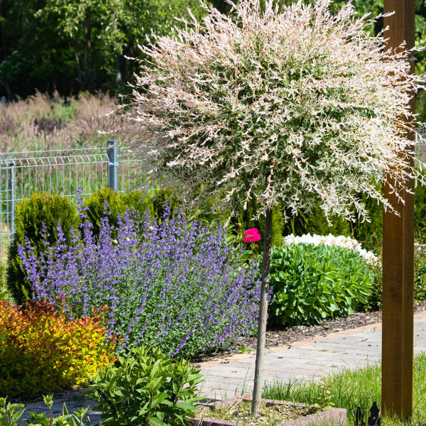 Popular Garden Trees