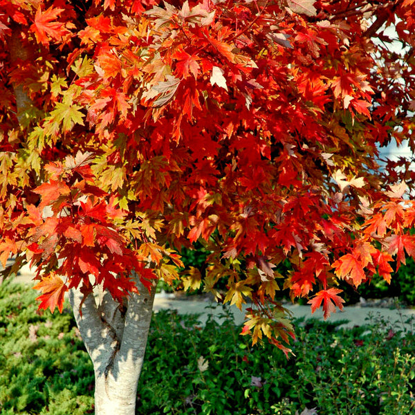 Autumn Colour Trees