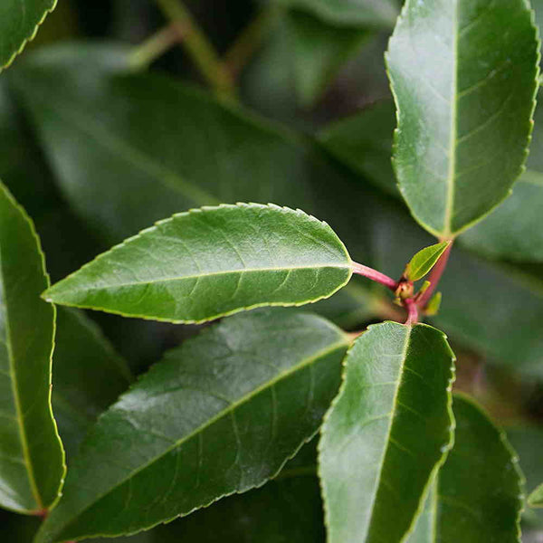 Laurel Trees | Prunus lusitanica | laurocerasus