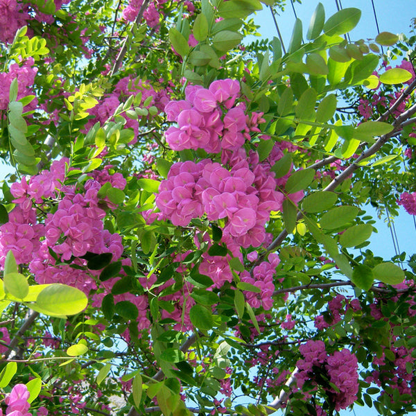 Flowering Robinia