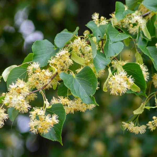 Tilia Lime tree flowers