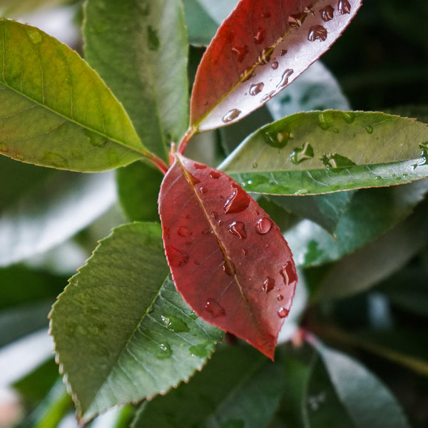 Photinia Trees