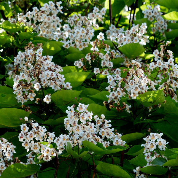 Catalpa Indian Bean tree in flower