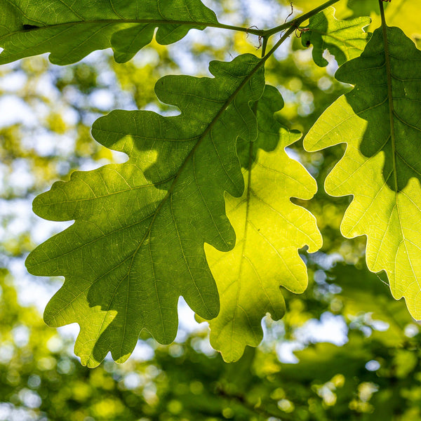 Oak Trees | Quercus Trees