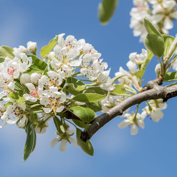 Ornamental pear tree flowers