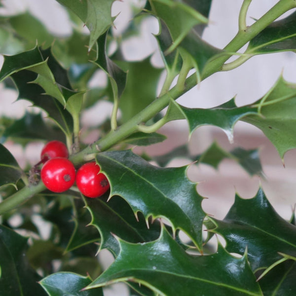 Holly Trees | Ilex Trees