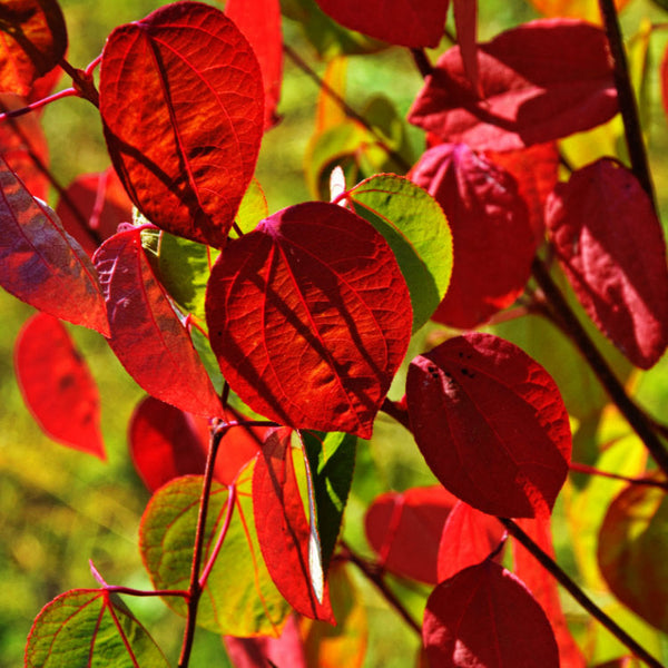 Red Cercidiphyllum Katsura leaves