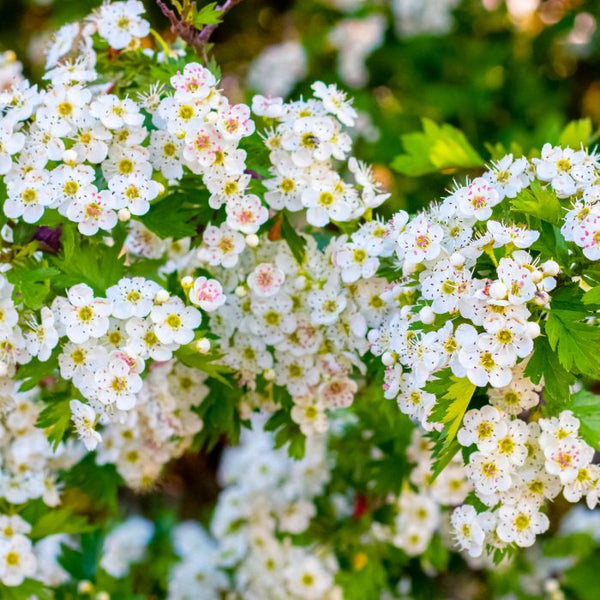 Hawthorn Crataegus tree in flower